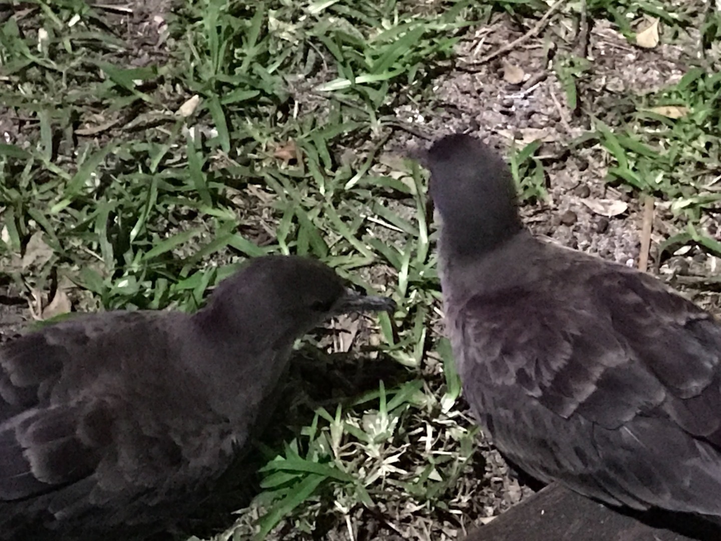 なんていう鳥 オッパとうさぎたちと